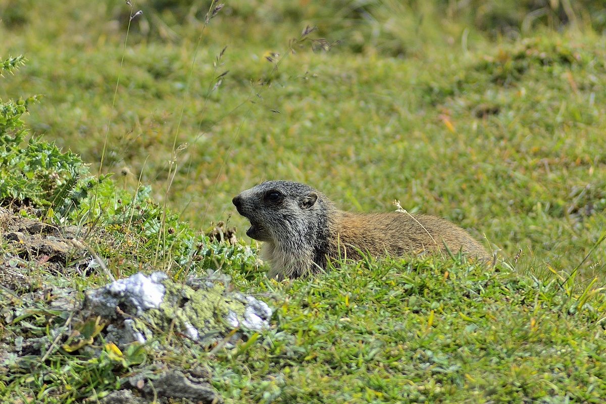 mi è semblato di sentire un rumore