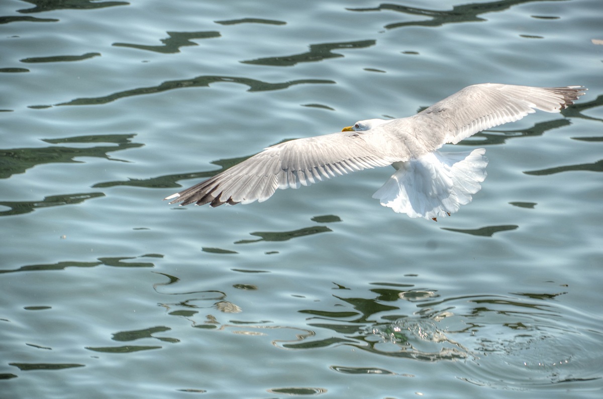 Gabbiano reale - Larus michahellis