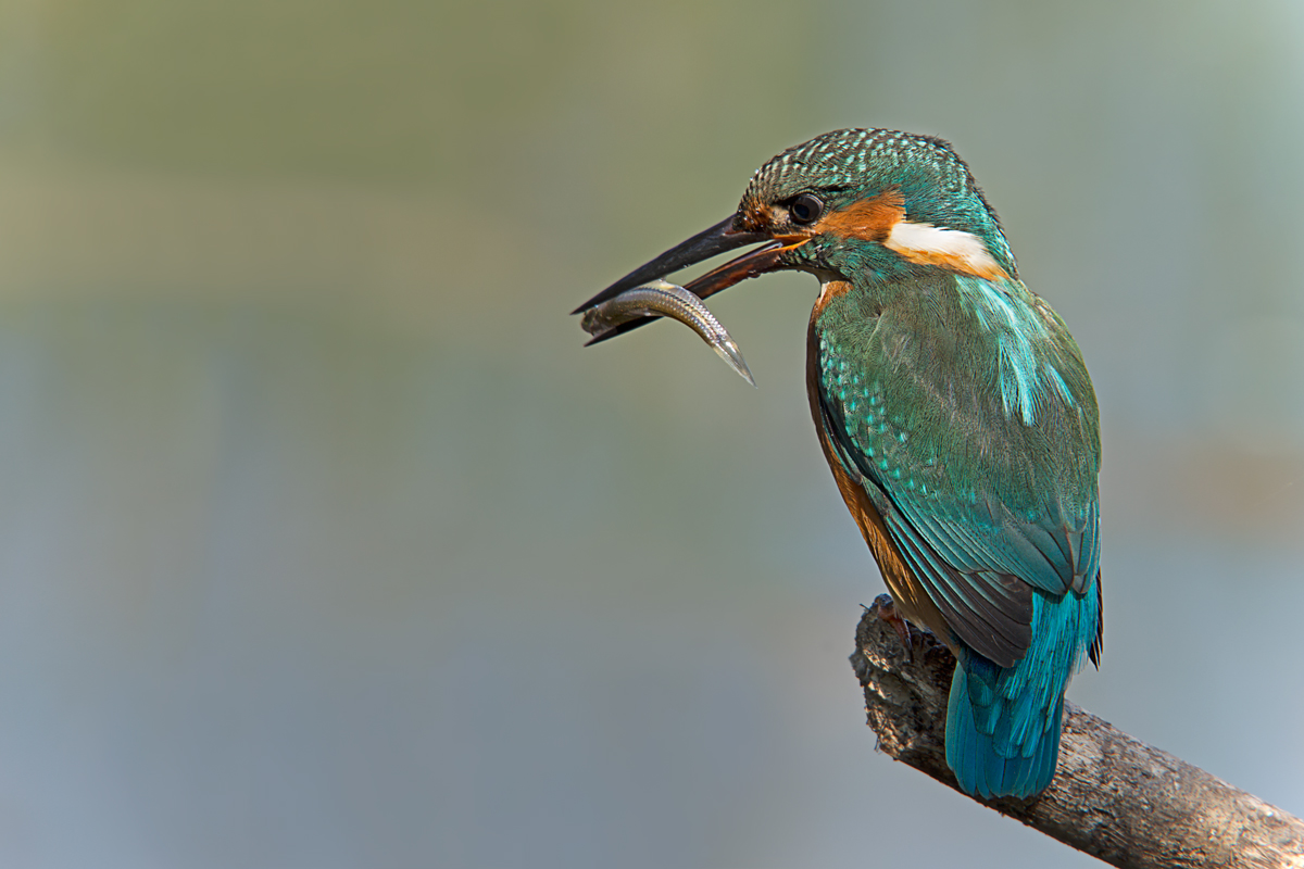 Martin Pescatore (Alcedo atthis)