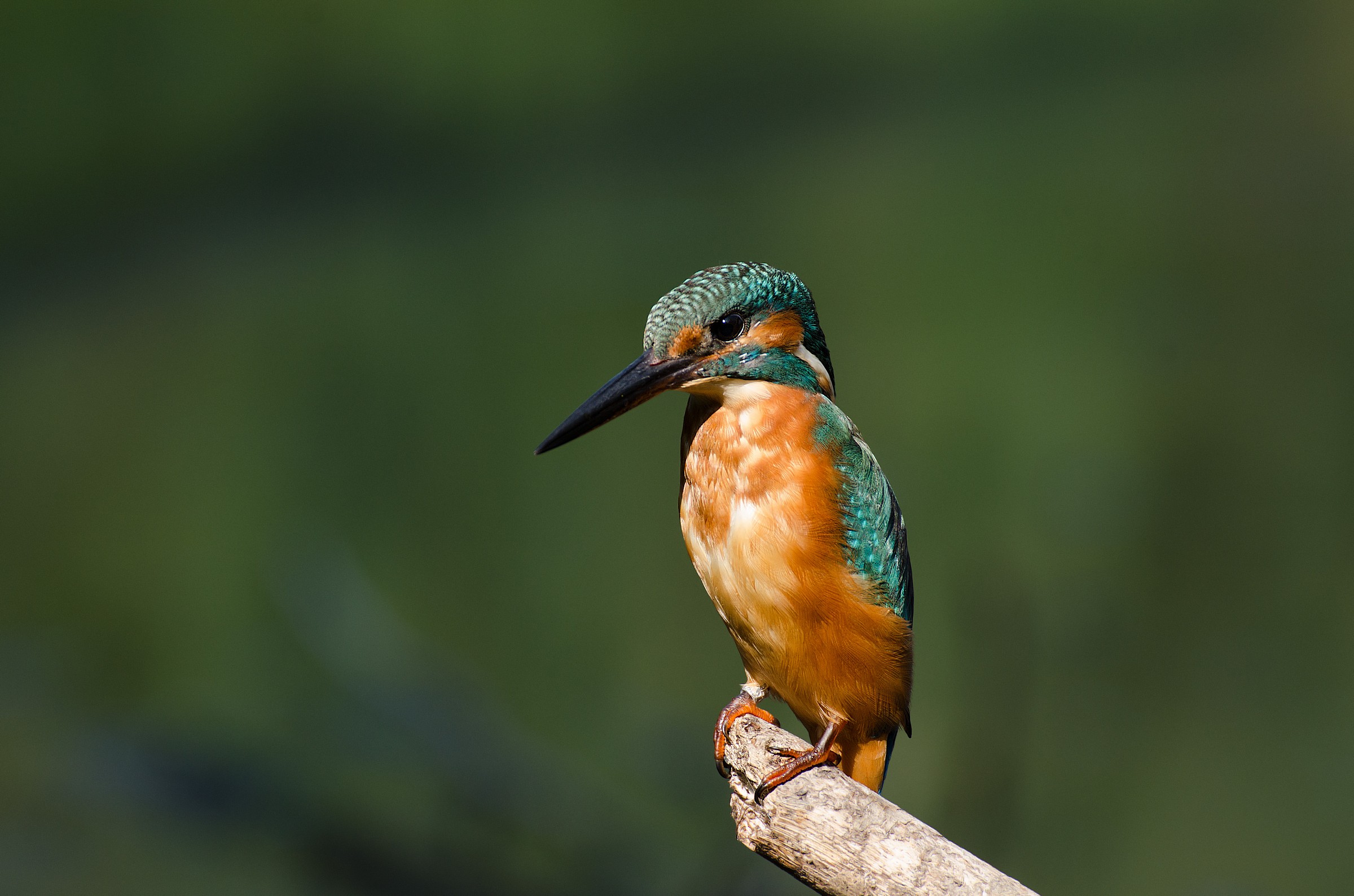 My first Kingfisher ...