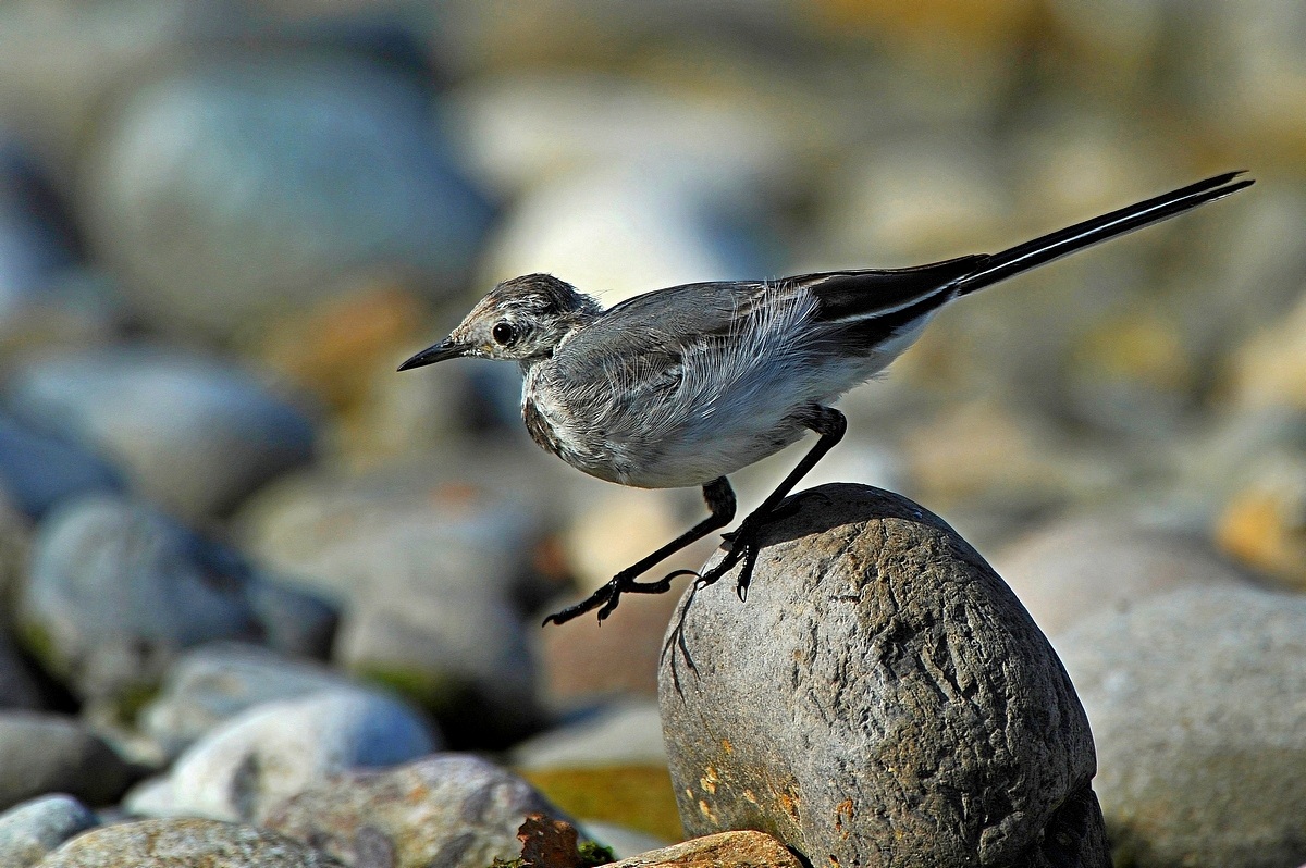 White Wagtail