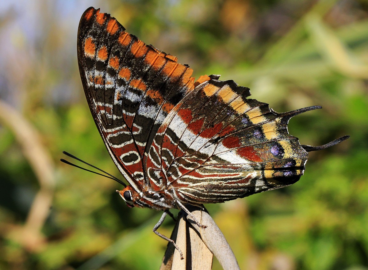 Charaxes