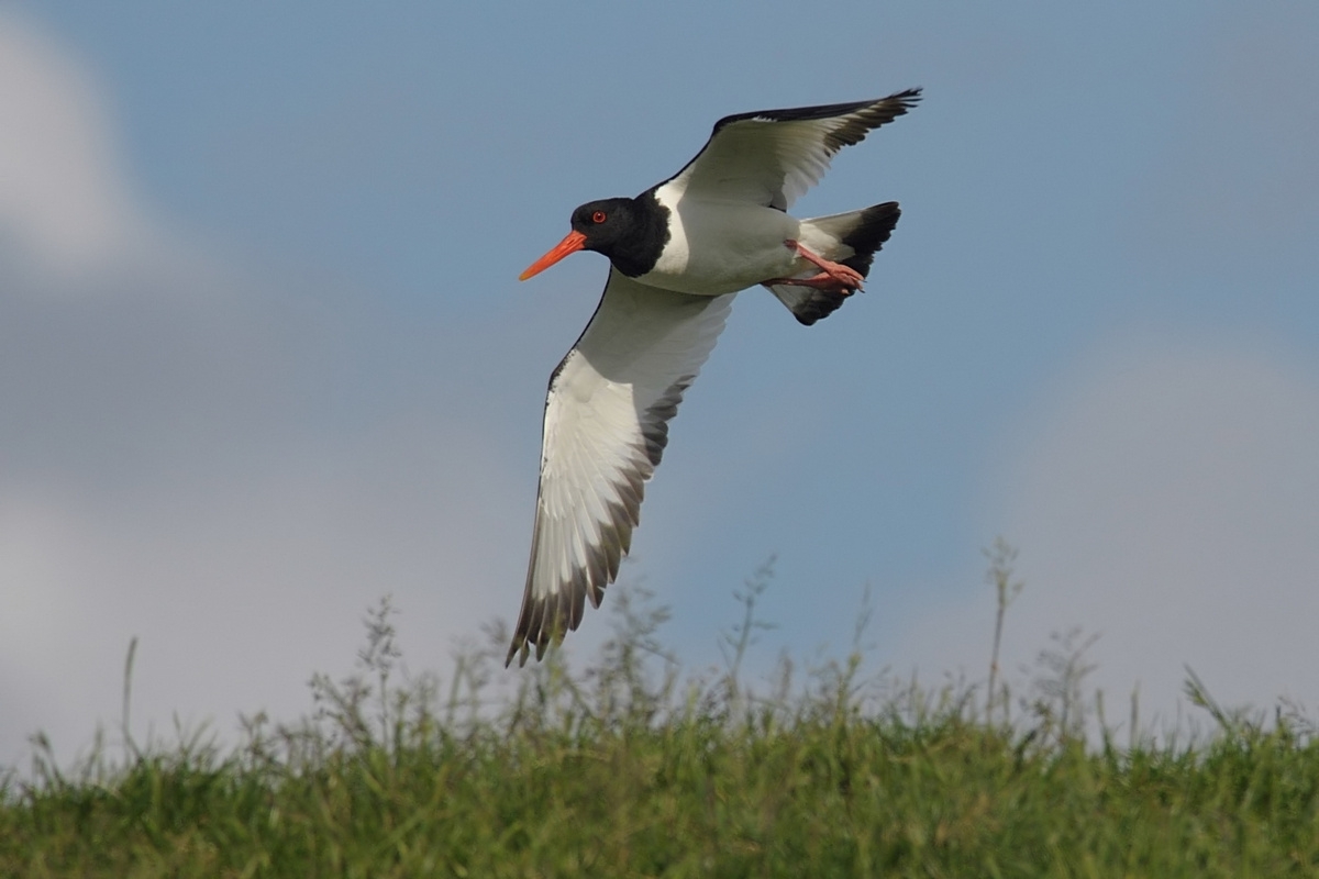 oystercatcher