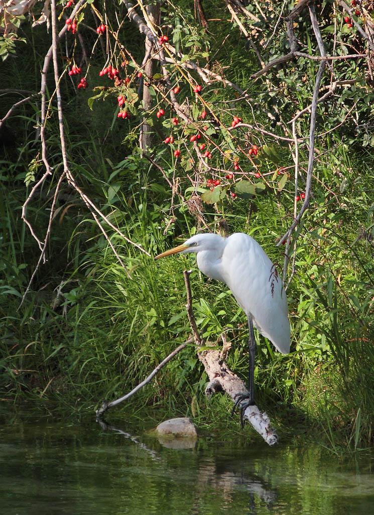 Airone bianco maggiore