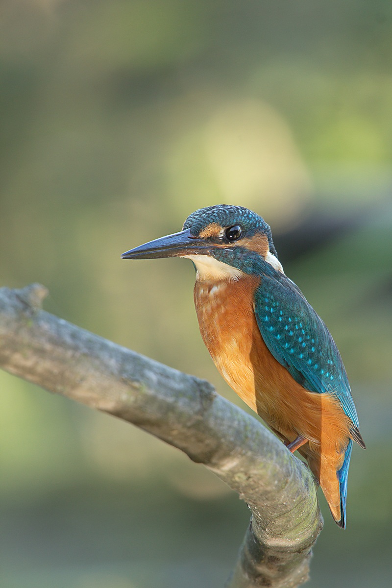 Kingfisher (Alcedo atthis)