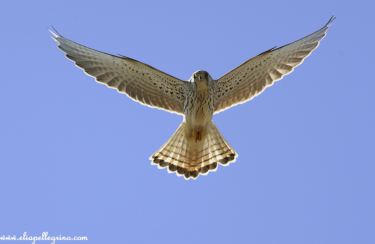 uccellangelo lesser kestrel