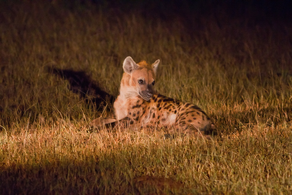 Hyena at night to South Luangwa National Park - Zambia