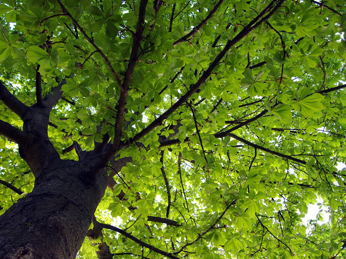 The door of paradise