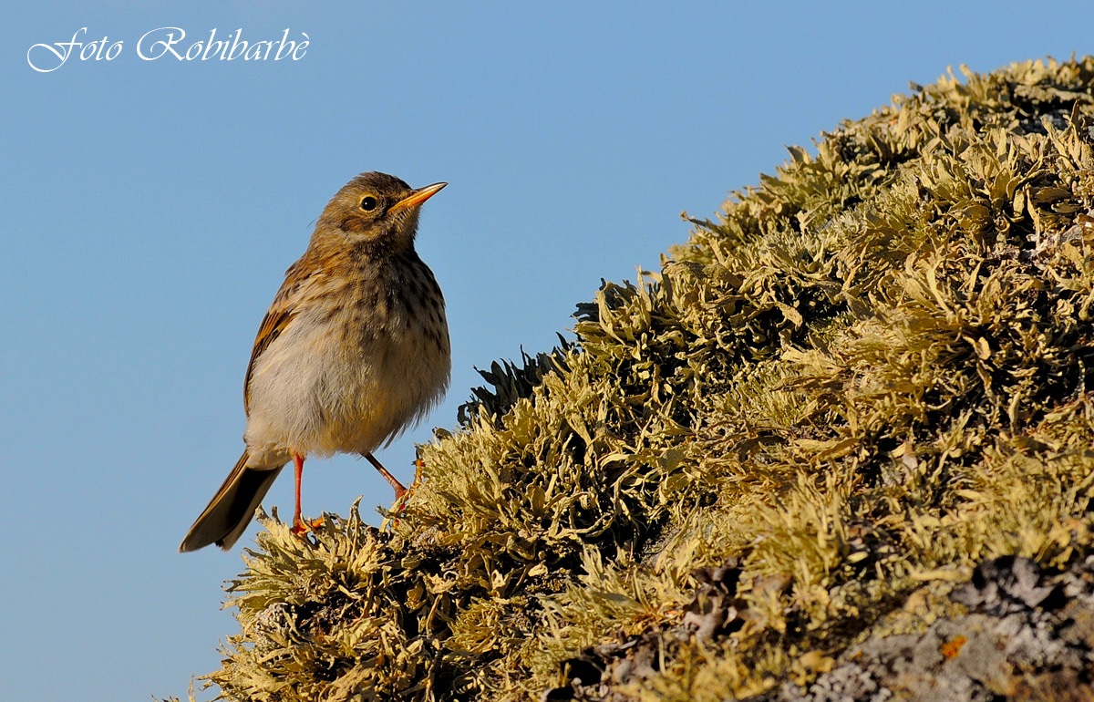 Spioncello ...dorato....