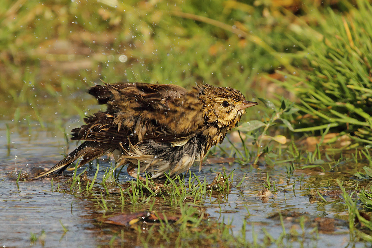 Tree Pipit in centrifugal .....