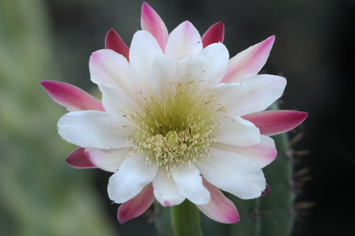 Fiore di Cactus