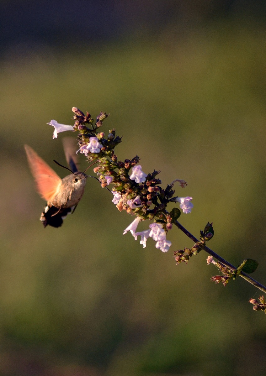 Macroglossum Stellatarum