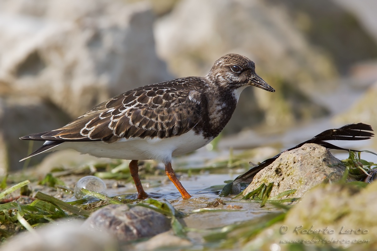 Ruddy Turnstone
