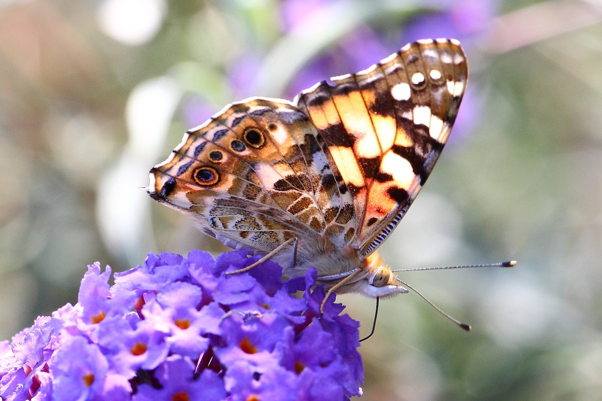 Vanessa cardui