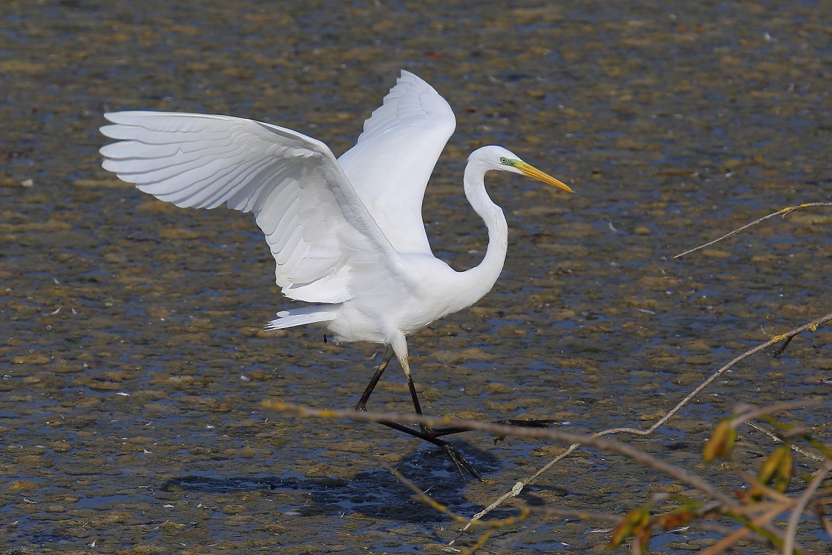 Great Egret