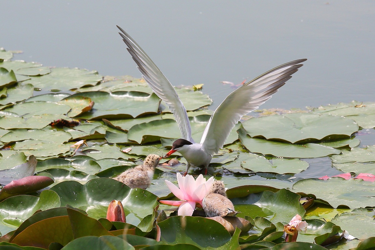 Common Tern with pullo