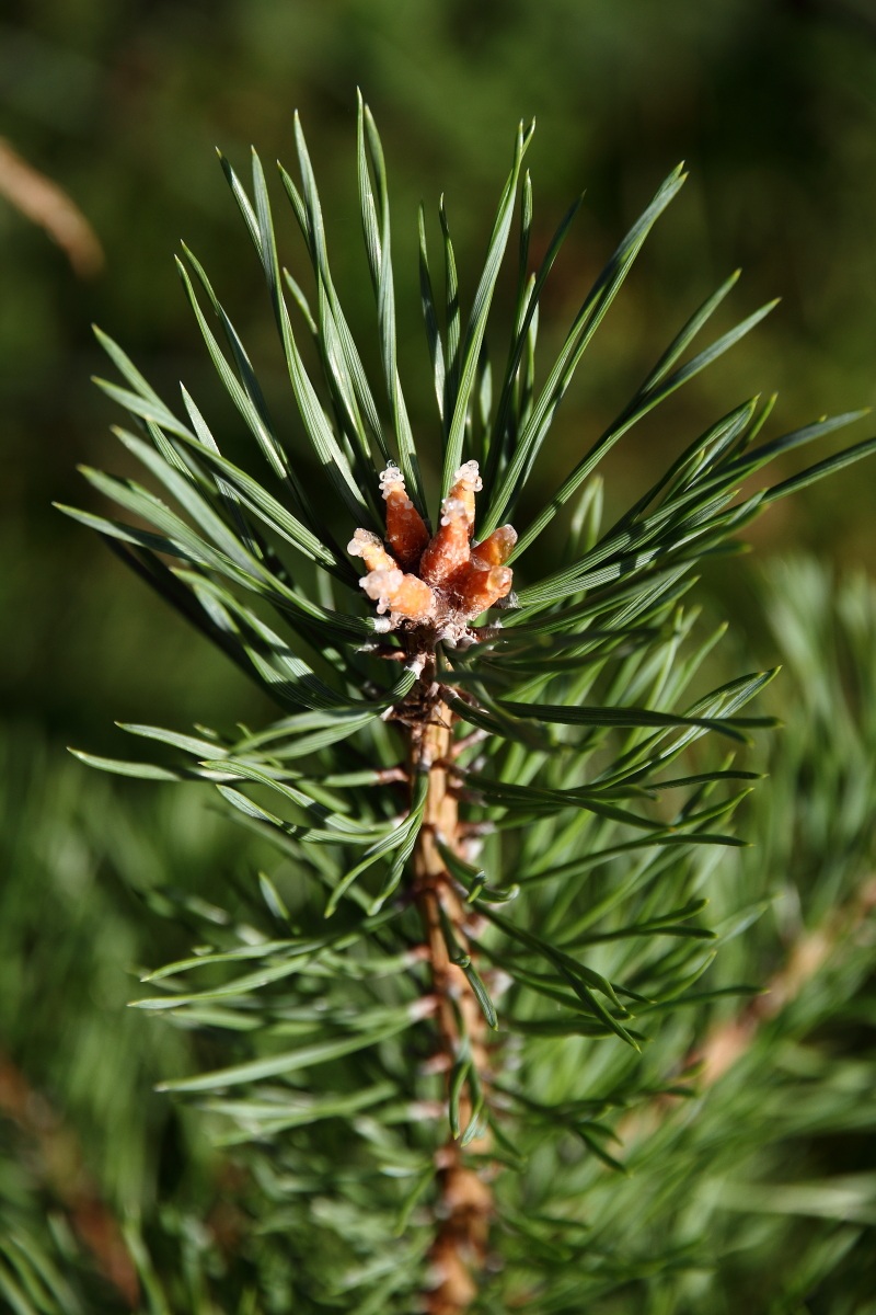 Pine