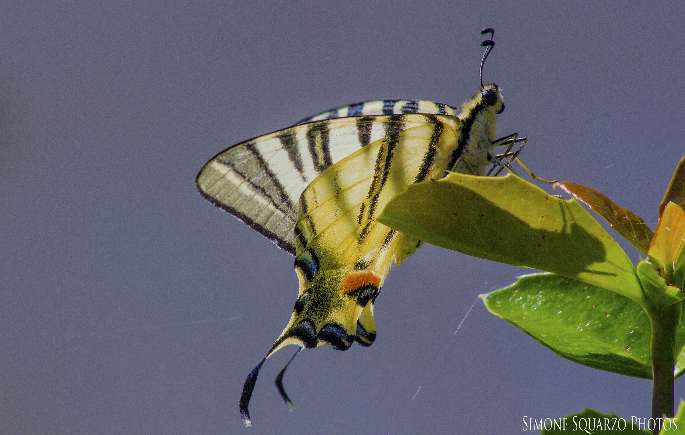 Scarce Swallowtail