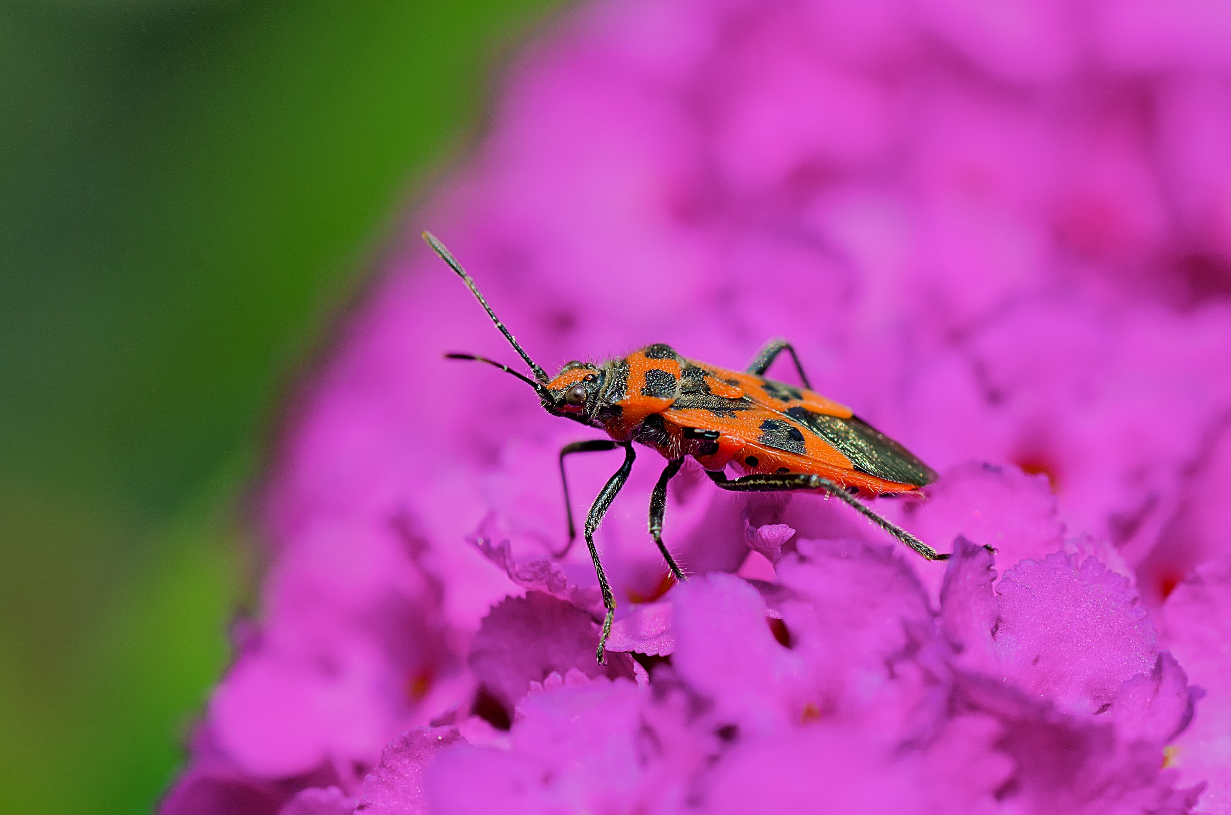 Lo sguardo ipnotico)))