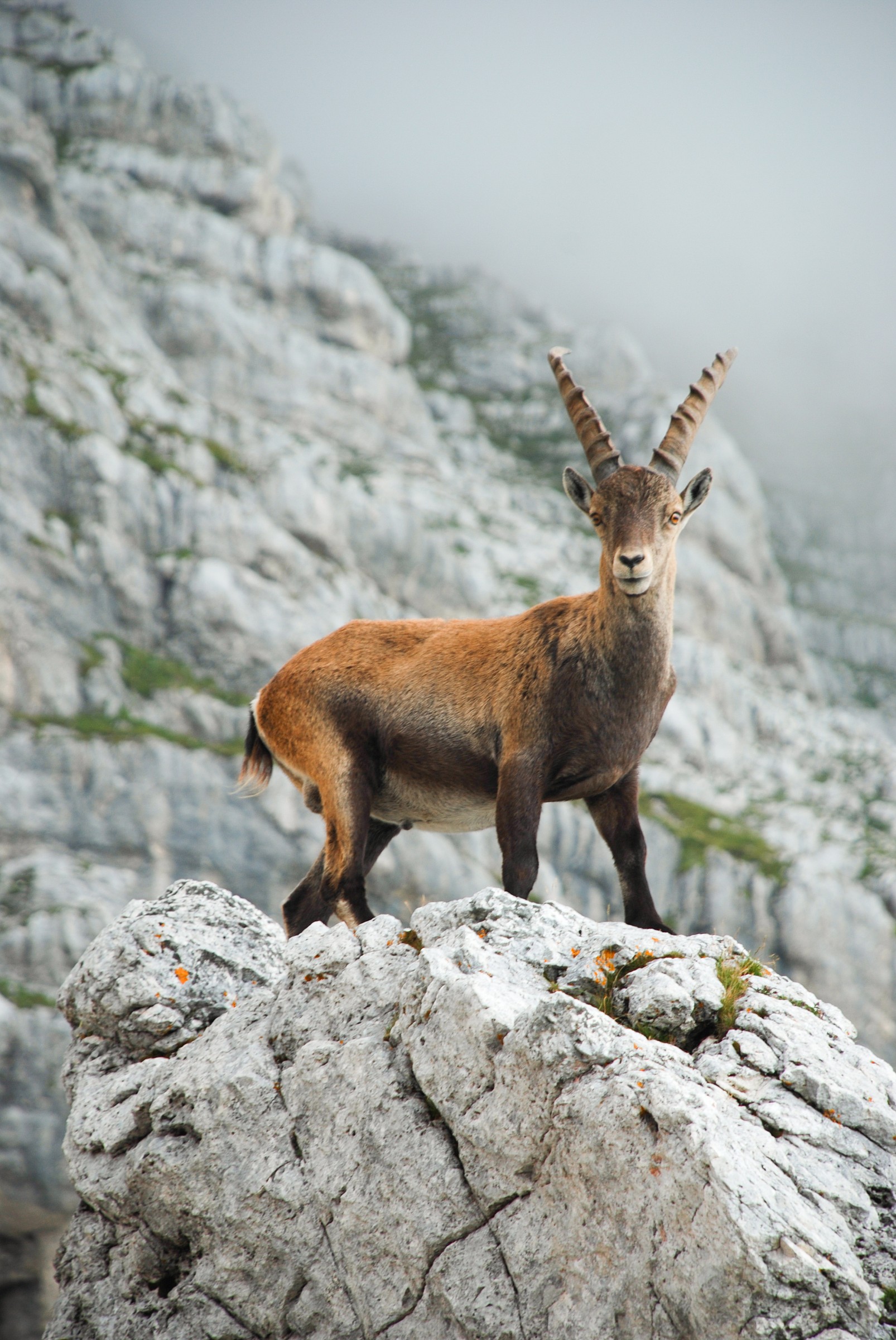 King of the Mountain