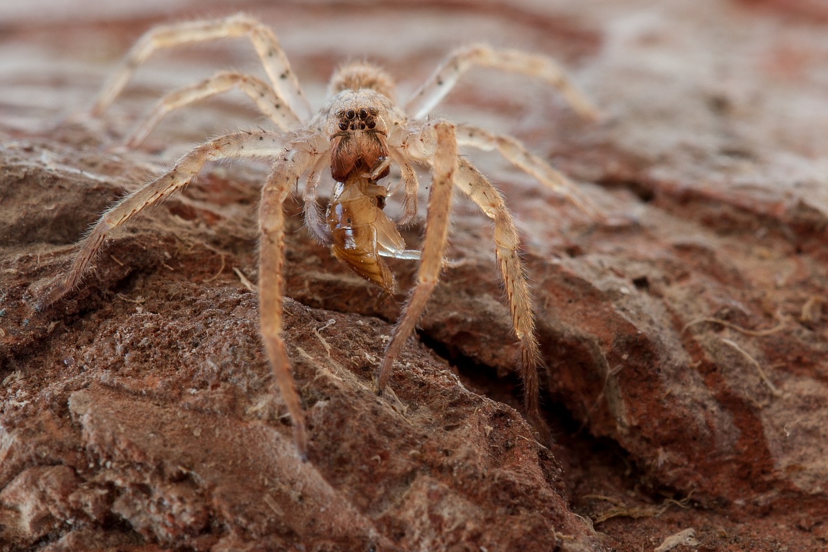 Zoropsis sp. with prey 2