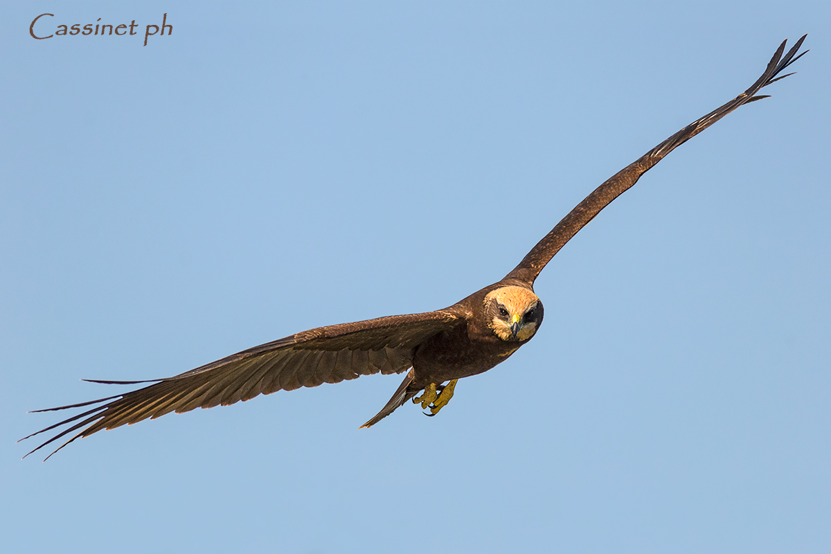 e il Falco va senza catene...