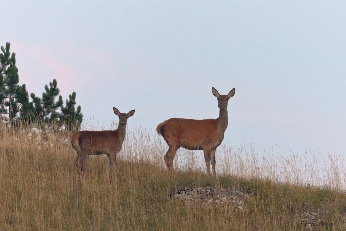 In listening to the roar