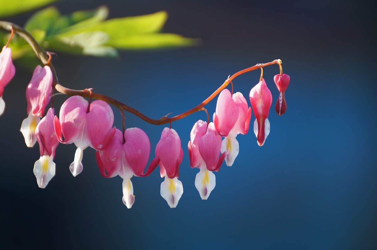 Dicentra spectabilis