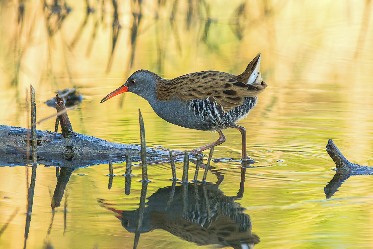 Water Rail