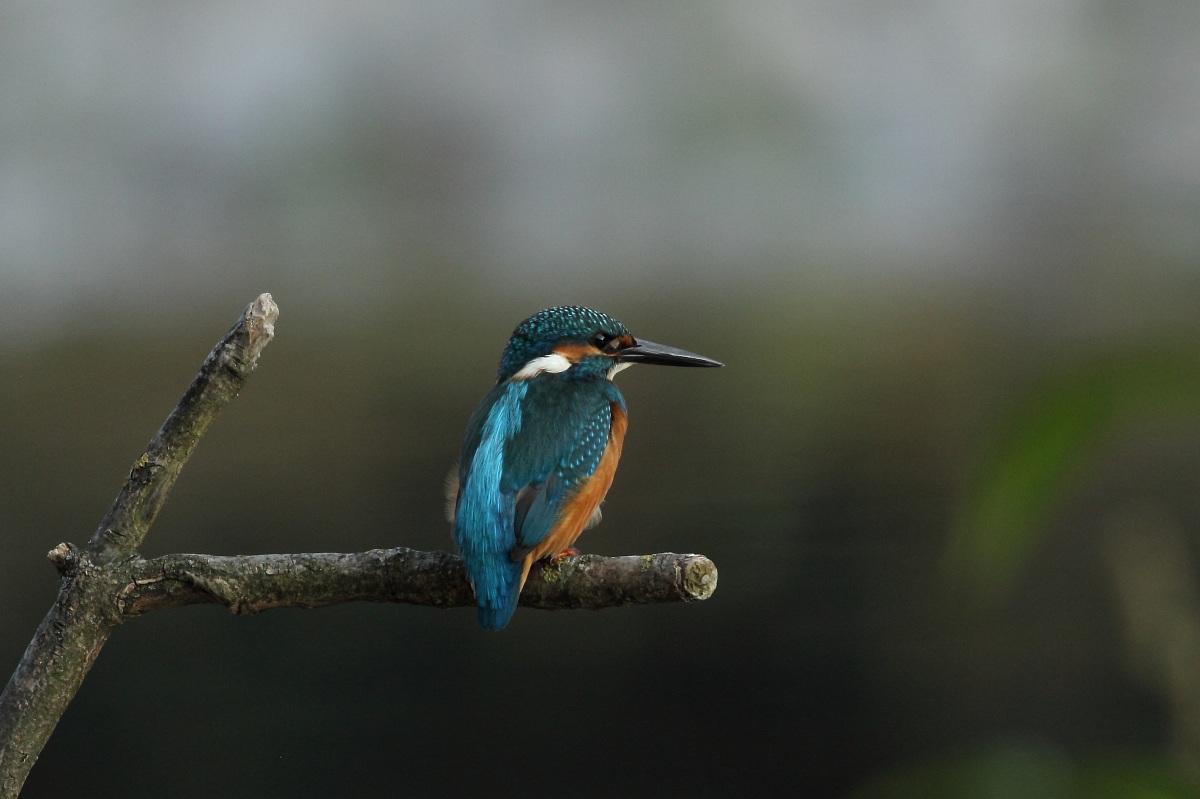 Kingfisher 1