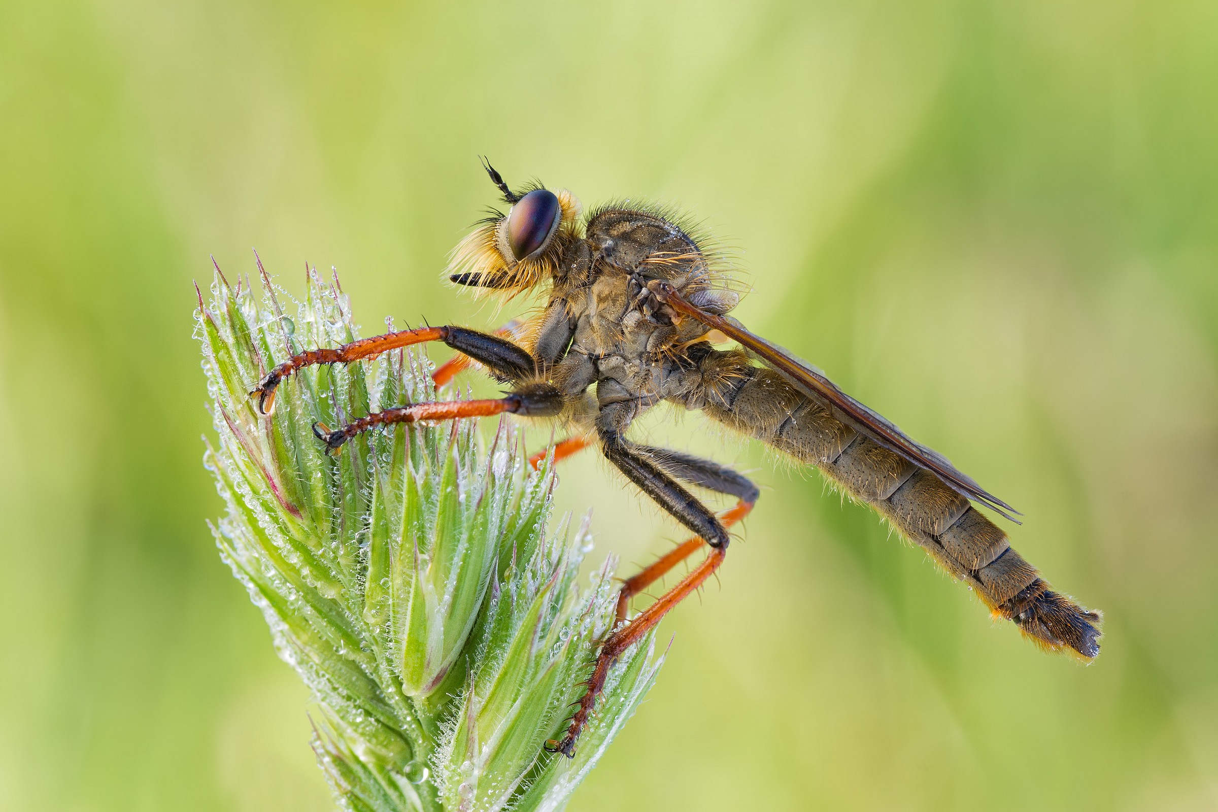 Asilus crabroniformis