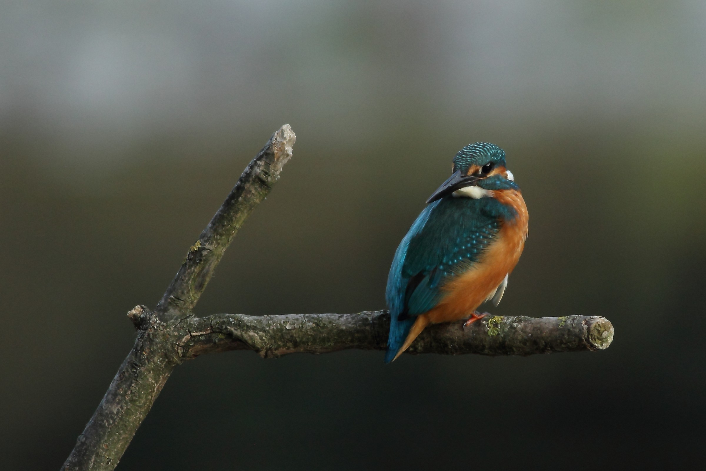 Kingfisher 5
