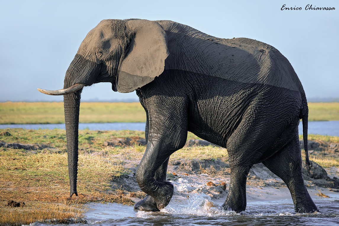 Elefante