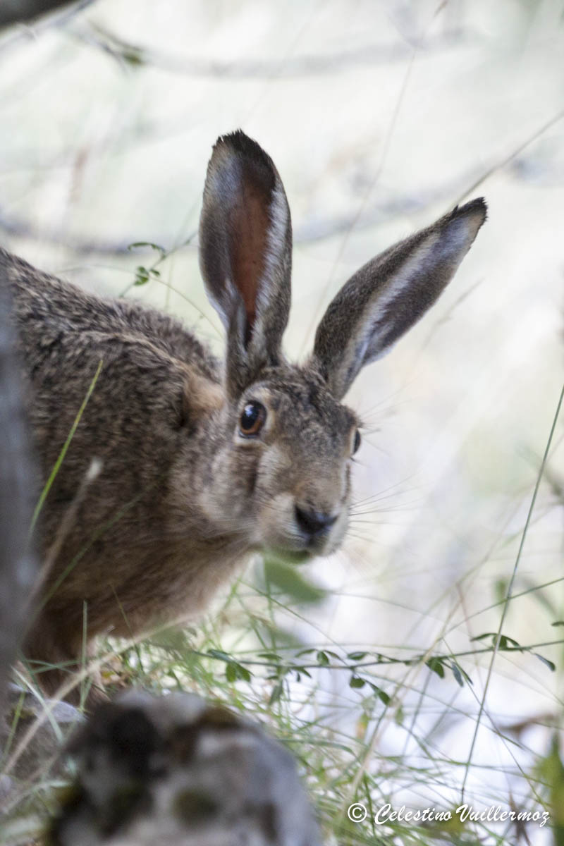 lepre curiosa