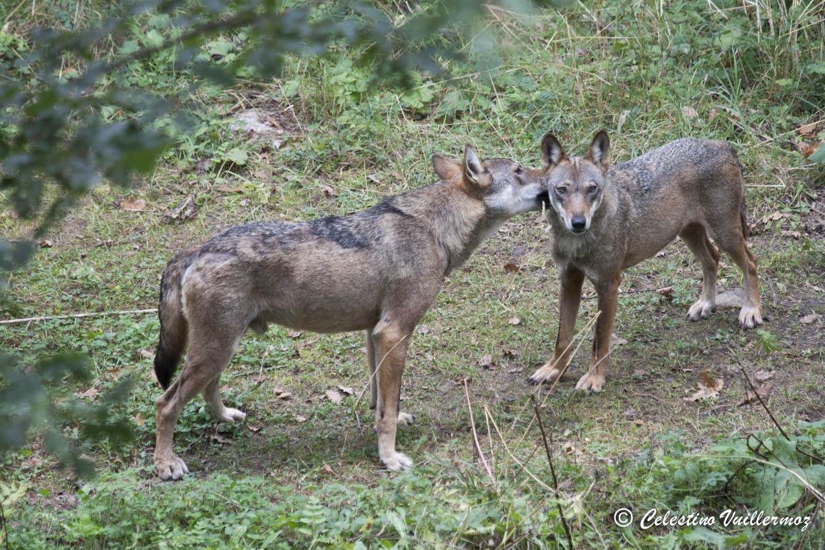 Coppia di lupi