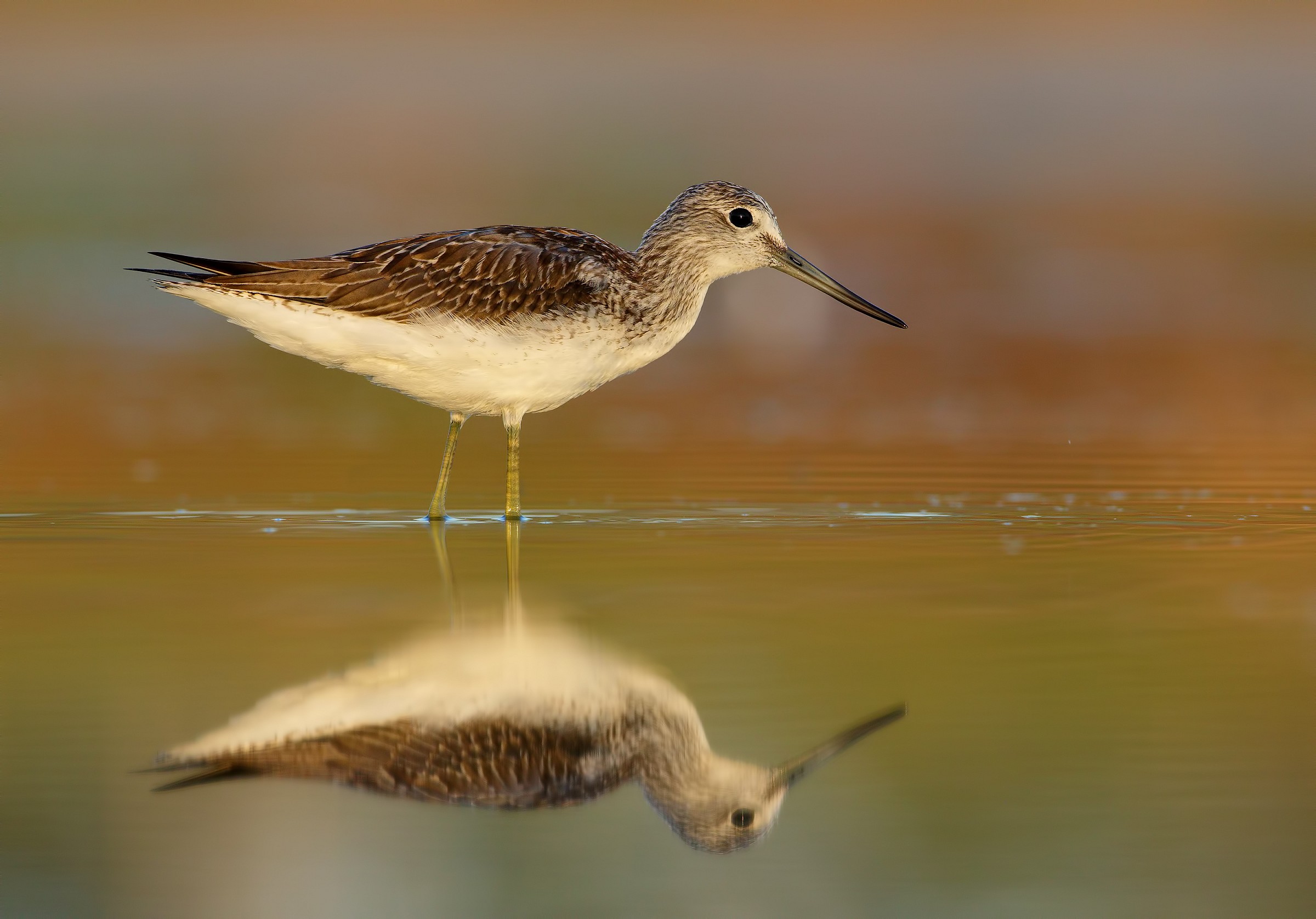 Greenshank