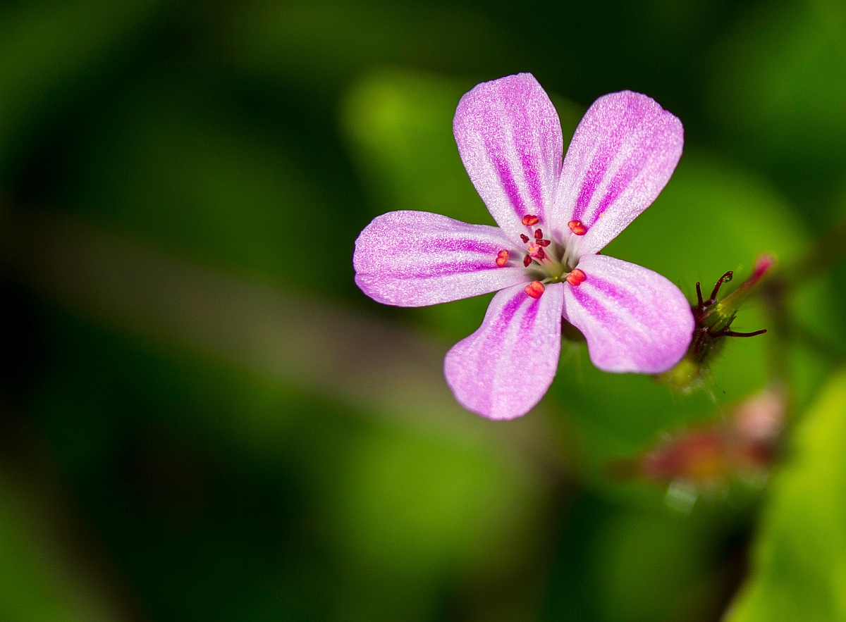 Pink flower