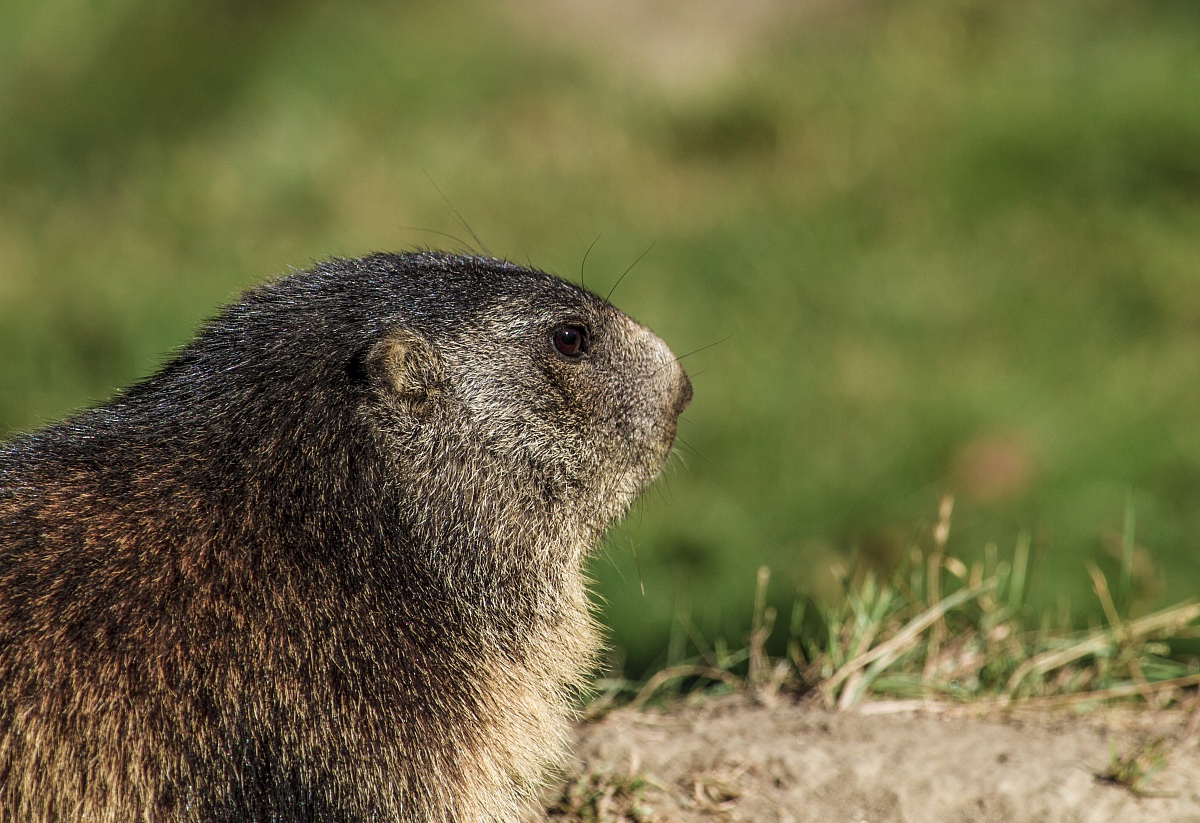 Marmot ..