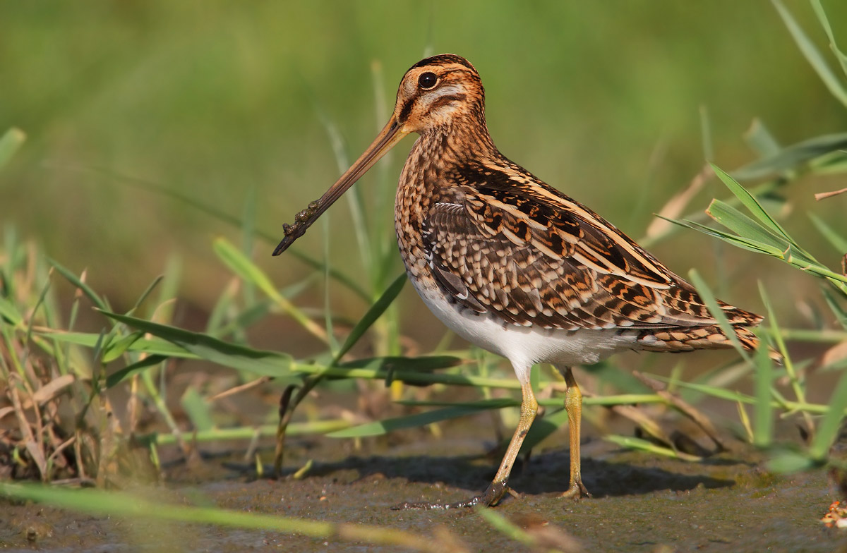 snipe