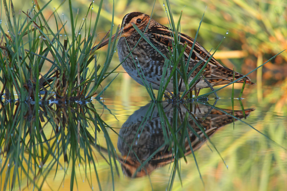 I camouflaged as the photographer