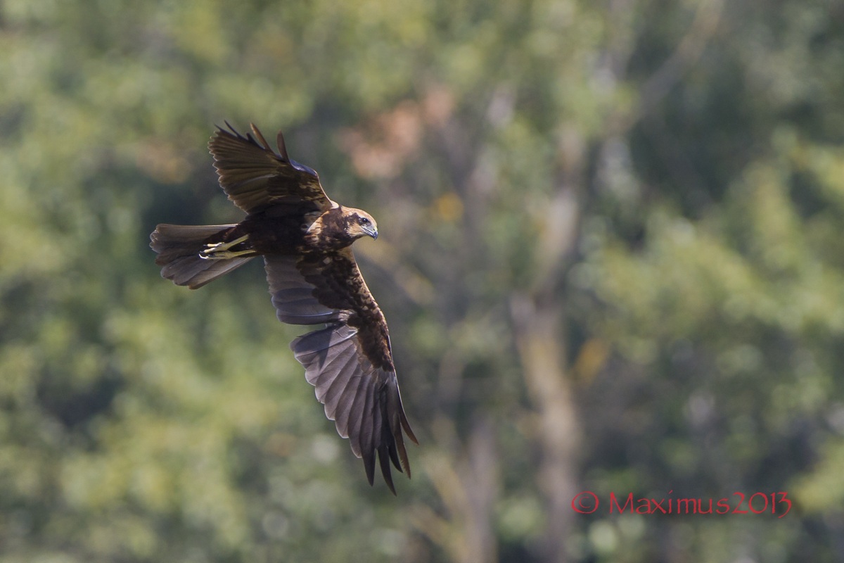 ... the king of the swamp ...