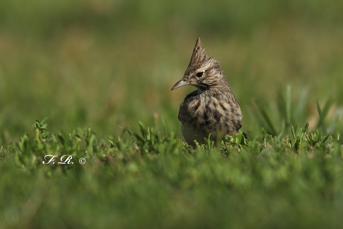 point of view of crested