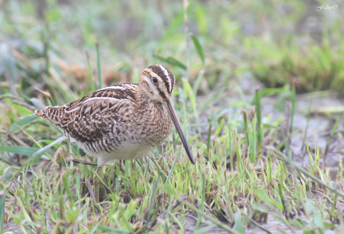 Common Snipe (Gallinago Gallinago)