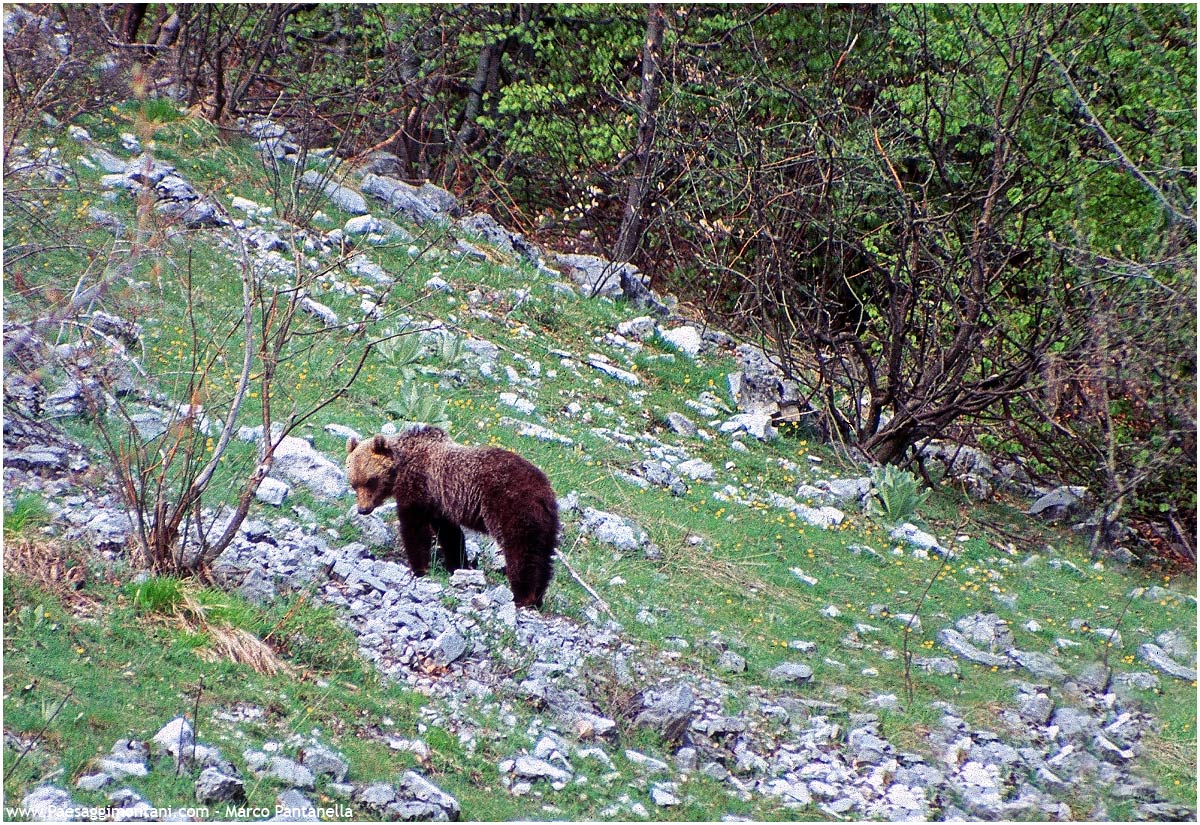 Orso Marsicano