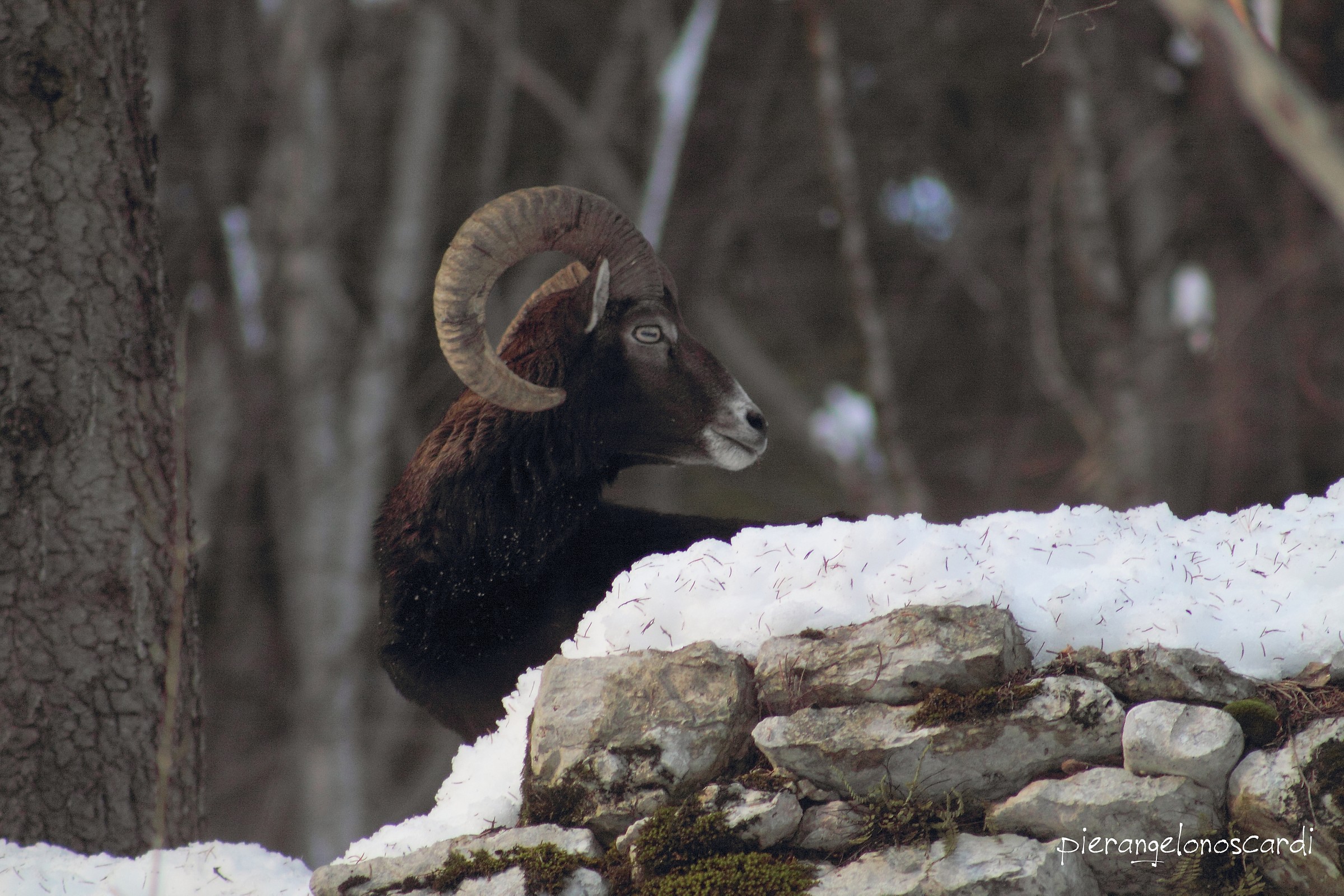 mouflon