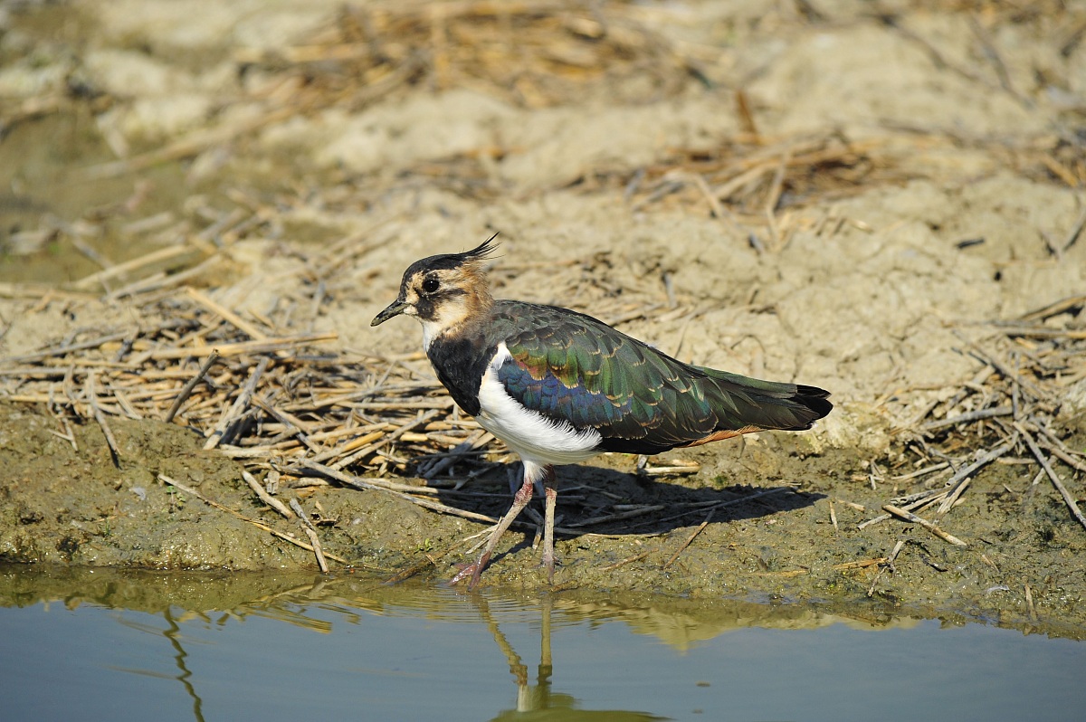 Lapwing!