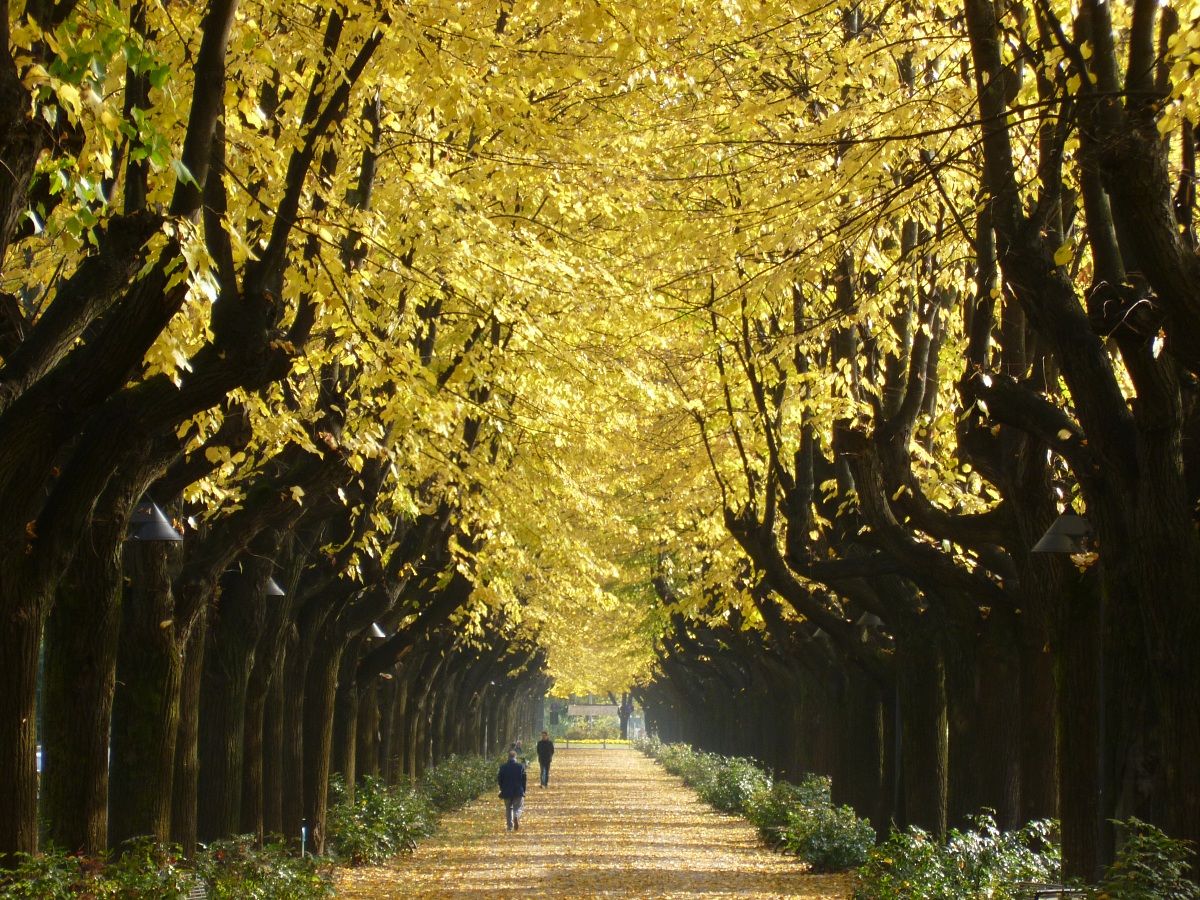 Viale rimembranze tinto di giallo