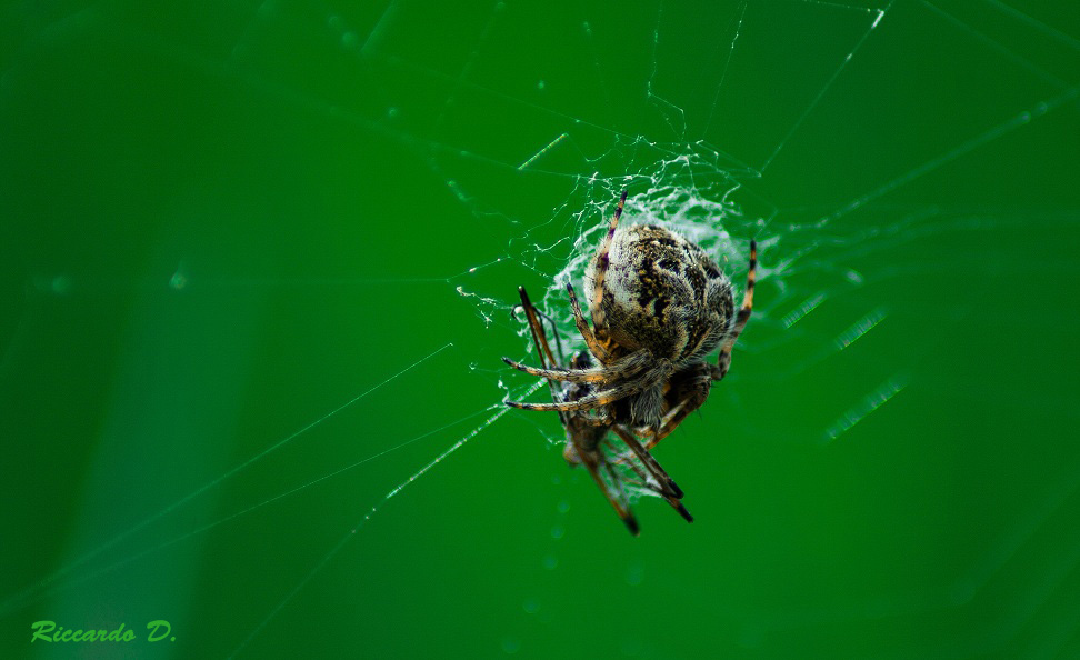 ragno nel verde