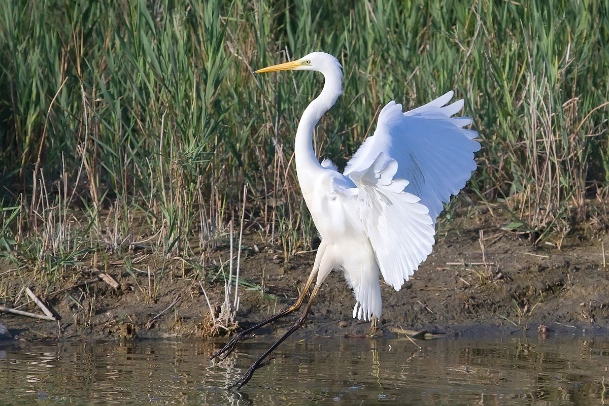 Airone bianco maggiore