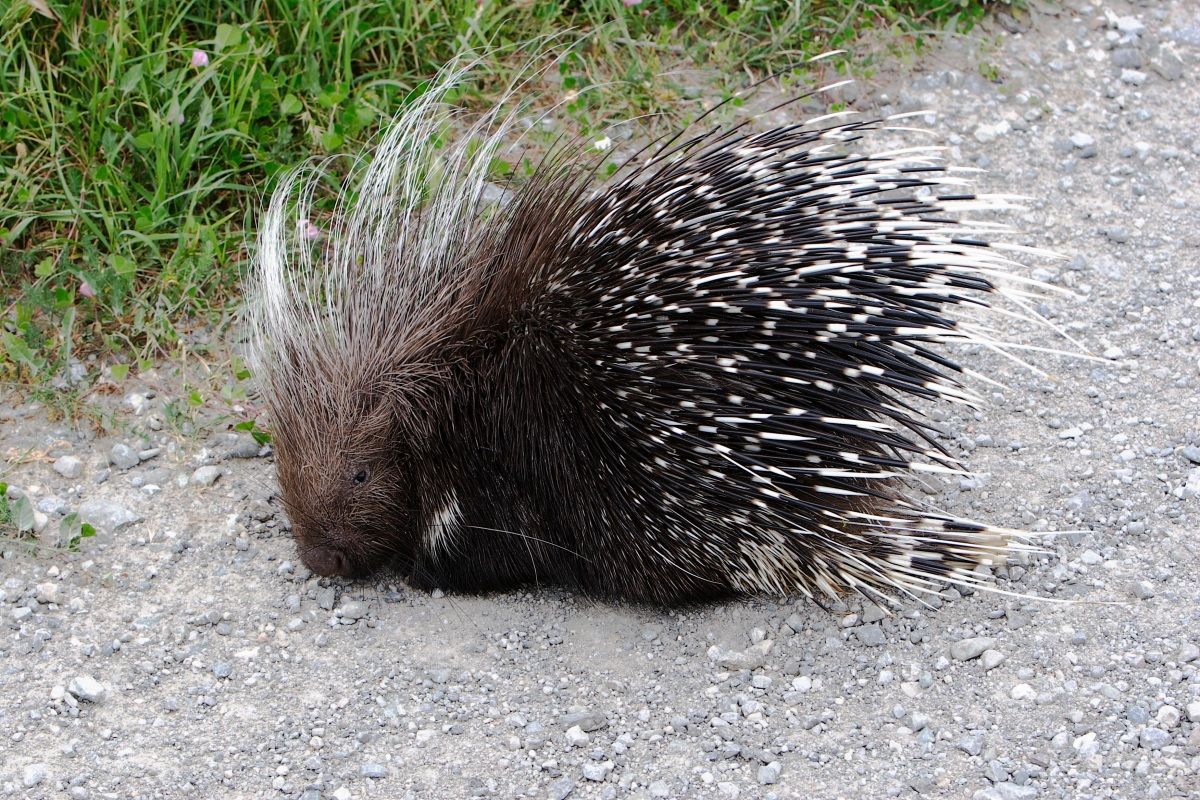 porcupine
